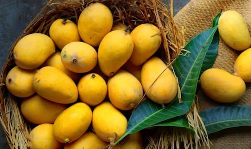 आँप फ्रिजमा राख्न हुन्छ कि हुँदैन ?