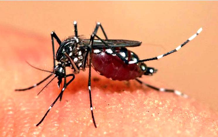 चितवनमा डेङ्गी र स्क्रब टाइफसका बिरामी बढे