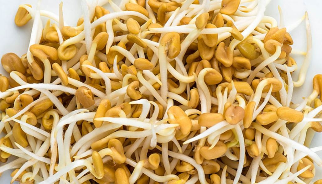 टुसासहितको मेथी खाँदा हुने फाइदा