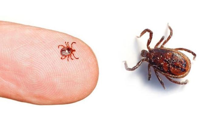 चितवनमा साउनयता स्क्रब टाइफसबाट २२९ संक्रमित, एकको मृत्यु