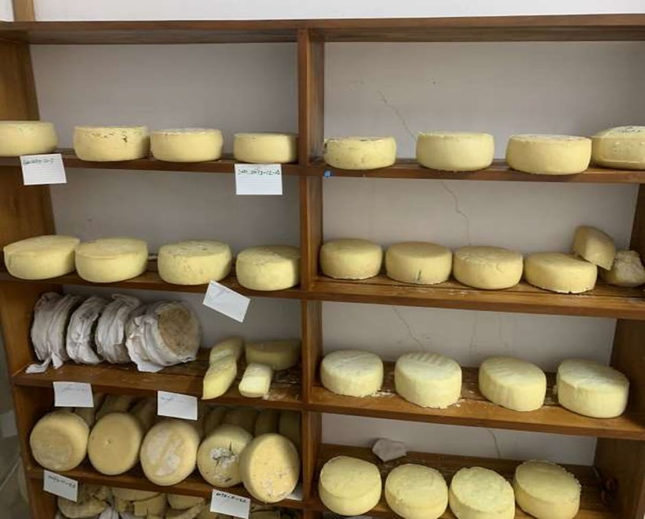 बाख्राको दूधबाट चिज उत्पादन