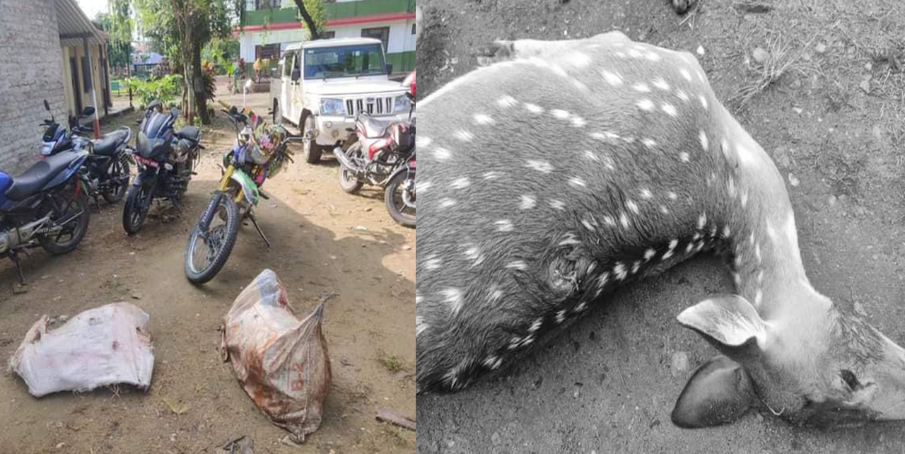 चितवनमा दुई चित्तल मारेर लैजान लागेका एकजना पक्राउ