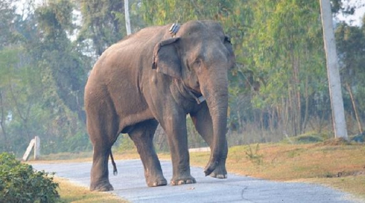 गोविन्दे हात्तीमा रेडियोकलर जडान