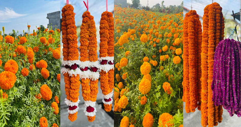 सयपत्री र मखमली मालाको मूल्य एक सय रुपैयाँ र्निधारण, स्थानीय उत्पादनलाई प्रयोग गर्न महानगरको जोड