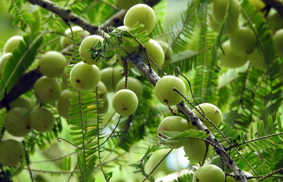 अमृत फल अमलाः के के छन् फाईदा ?