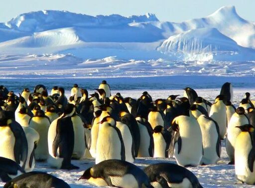 पेंगुइनले पनि गर्ने गर्छन ‘डिभोर्स’, मान्छेले जस्तै ‘केमेस्ट्री’ खोज्छन्ः अध्ययन