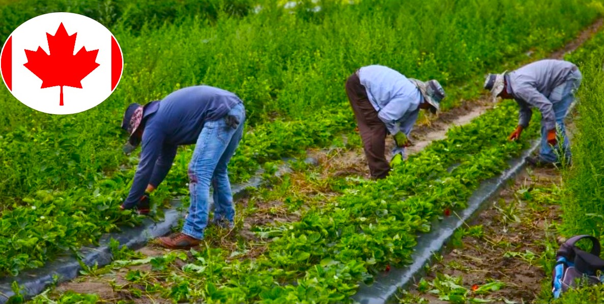 क्यानडामा राखियाे धेरै बेतलबी कामदार, पासपोर्ट खोसेर बनाइयाे बन्धक