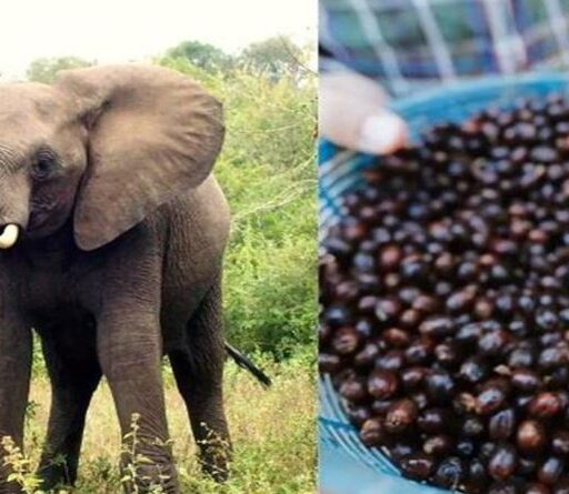 विश्वको सबैभन्दा महंगो कफी, जुन बन्छ हात्तिको गोबरमार्फत
