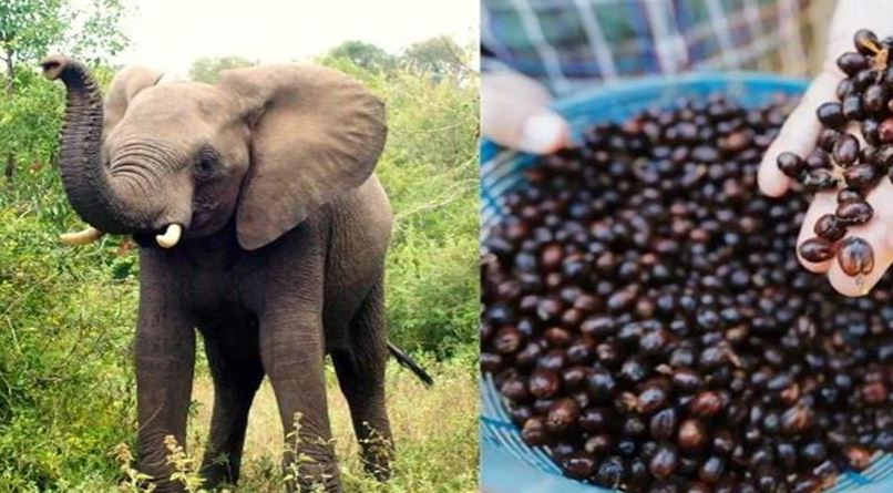 विश्वको सबैभन्दा महंगो कफी, जुन बन्छ हात्तिको गोबरमार्फत