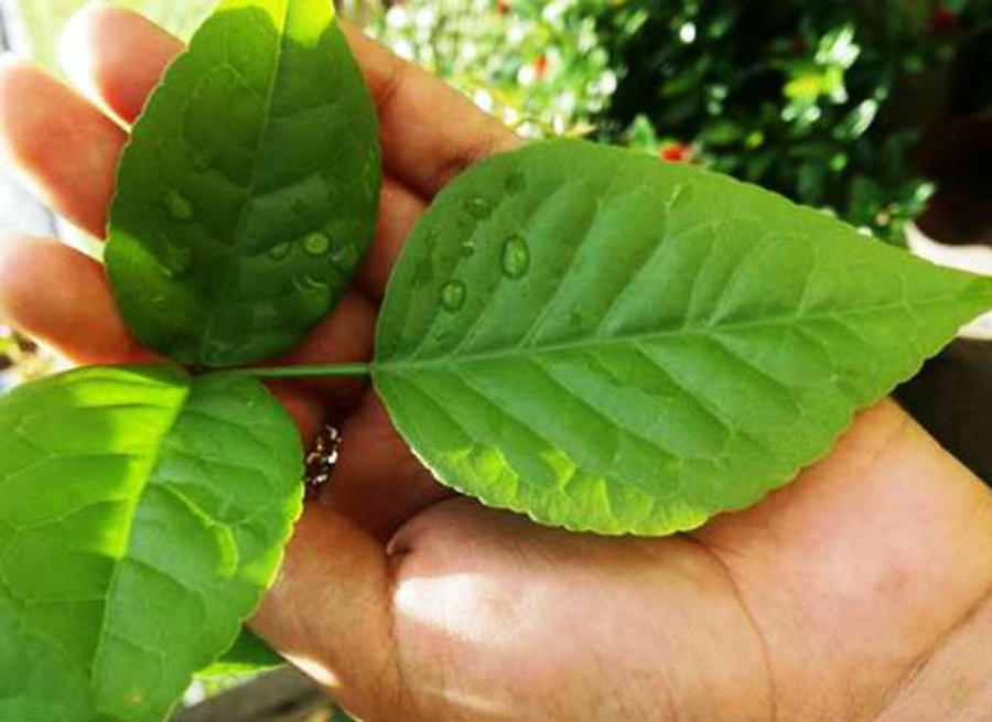 तीजमा किन चढाइनु पर्छ १६ थरीका बिरुवाका पात ? जान्नुहोस् 